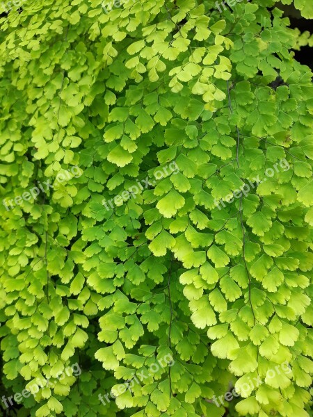 Autumn Leaves Green Blade Nature Plant