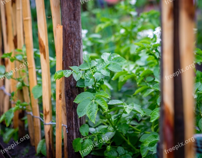 Garden Green Fence Wood Brown