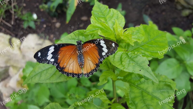 Orange Black Butterfly Nature Free Photos