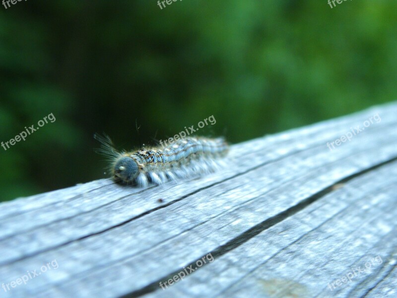 Caterpillar Bug Blue Insect Nature