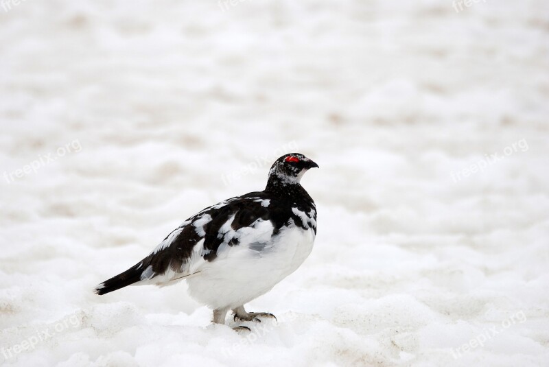 Rock Ptarmigan Ptarmigan Grouse Toyama Free Photos