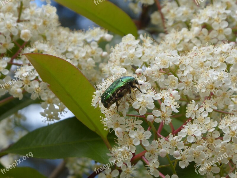 Rose Beetle Laurel Blossom Beetle Green Garden