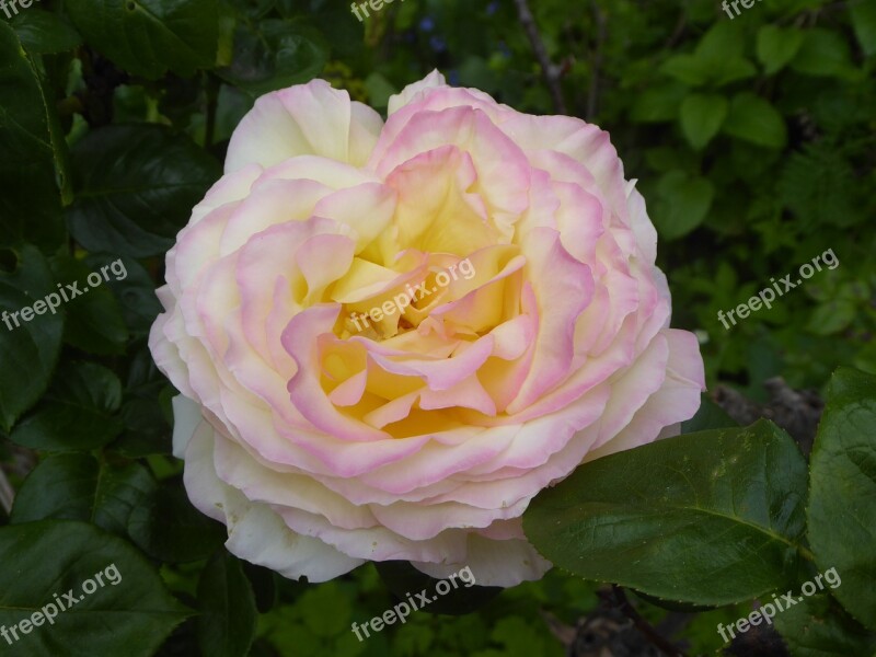 Rose Fragrance Blossom Bloom Yellow