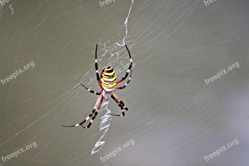 Spider Cobweb Web Insects Nature