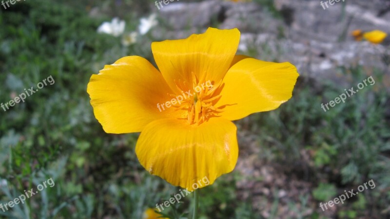 California Poppy Orange Flower Macro