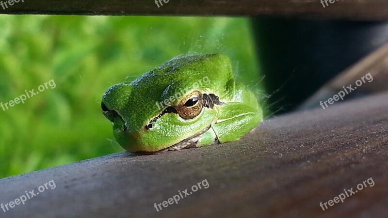 Frog Nature Green Animal World Of Free Photos