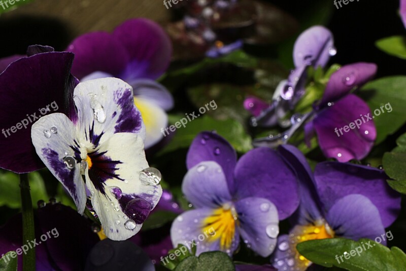 Pansy Flower Macro Waterdrop Nature