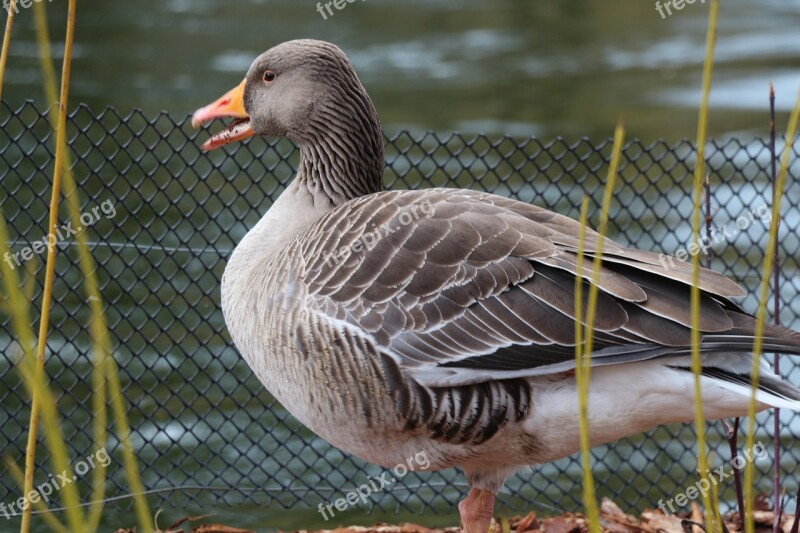 Bird Wild Birds Lakefront Lake Duck