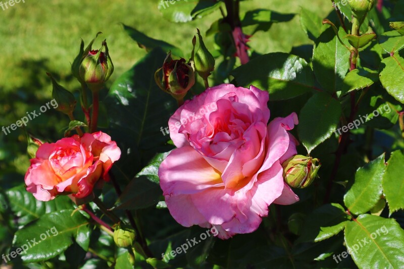 Rose Pink Flowers Rockrose Garden