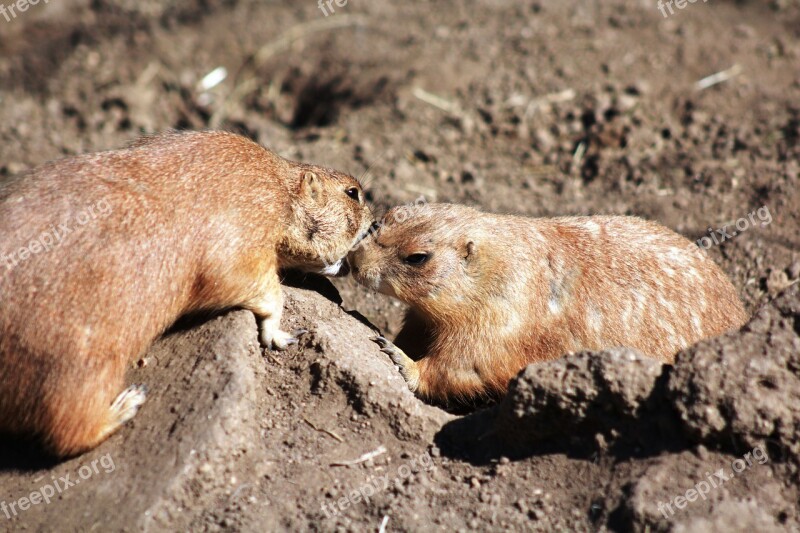 Cynomys Black-tailed Prairie Dog Animal Rodent Cute