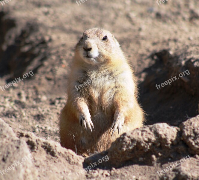 Cynomys Black-tailed Prairie Dog Animal Rodent Cute