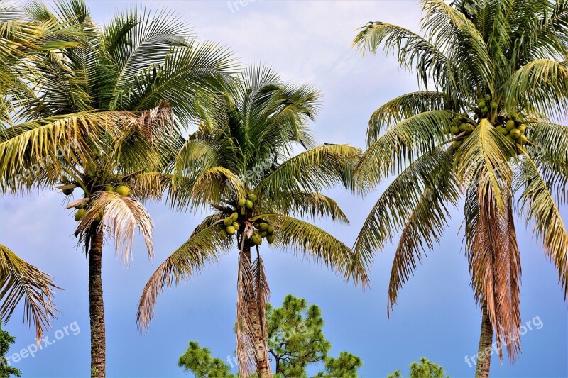 Palm Trees Coconut Trees Coconuts Palms Trees