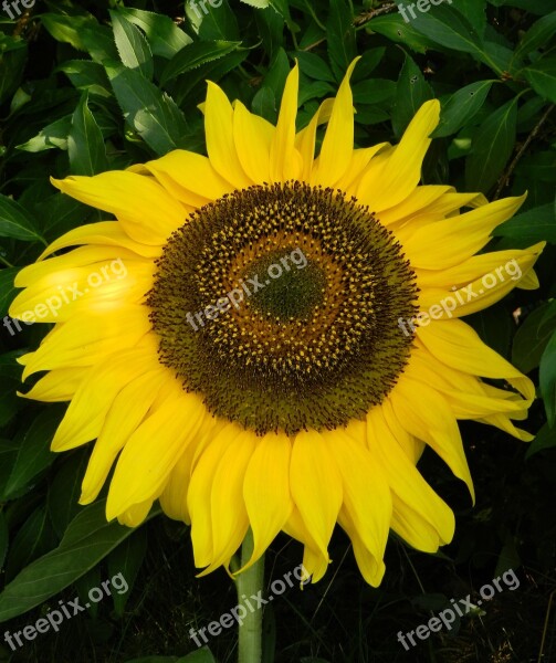 Sunflower Sun Garden Nature Blossom