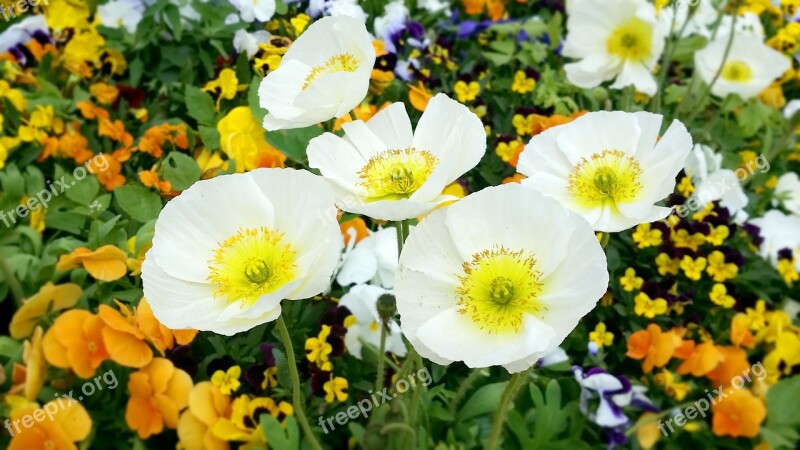 Flowers White Flower White Flowers Plants Nature