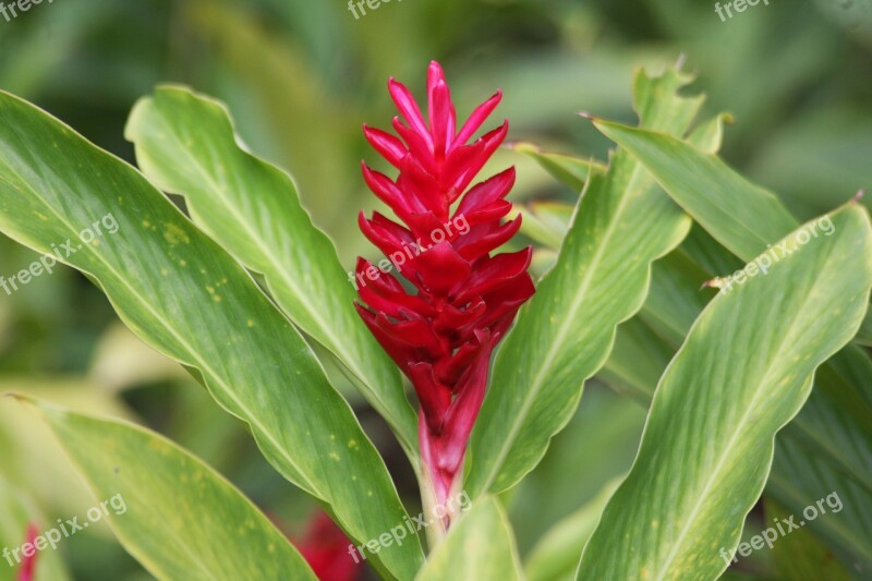 Plant Flower Nature Garden Red