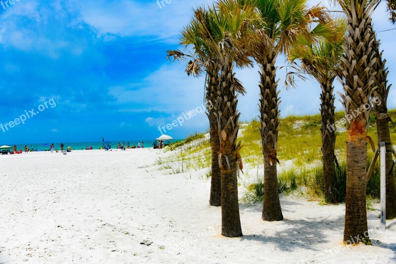 Clearwater Beach Palm Tree Sand Water Coast