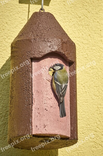 Old Young Bird Blue Tit Care