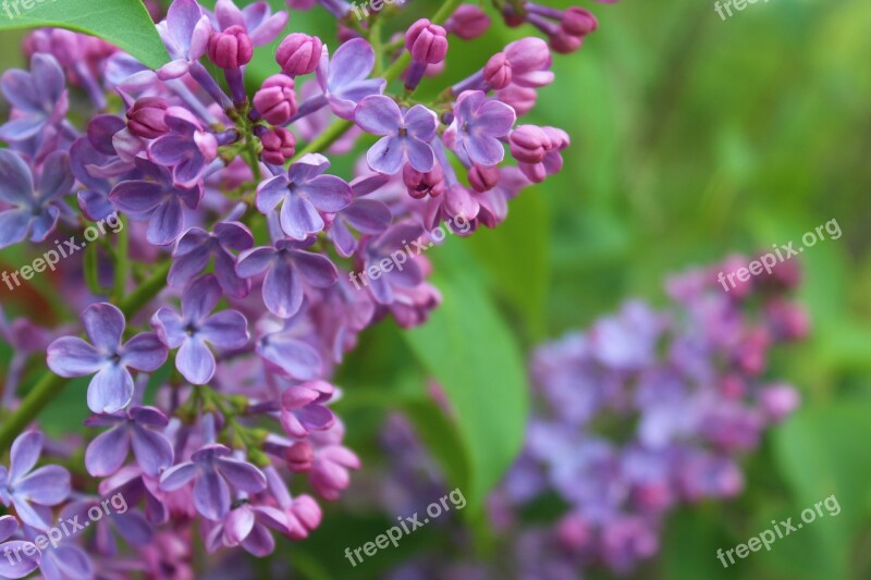 Flower Lilac Purple Spring Fragrant