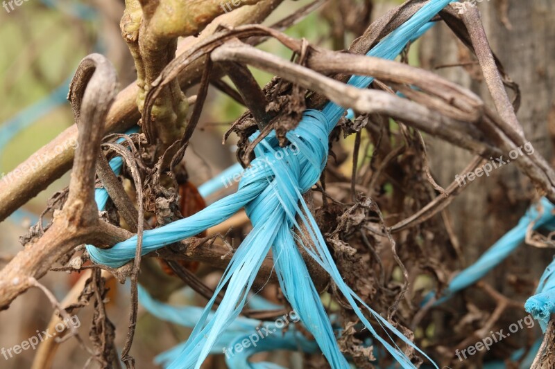 Plant Rope Dead Wood Blue