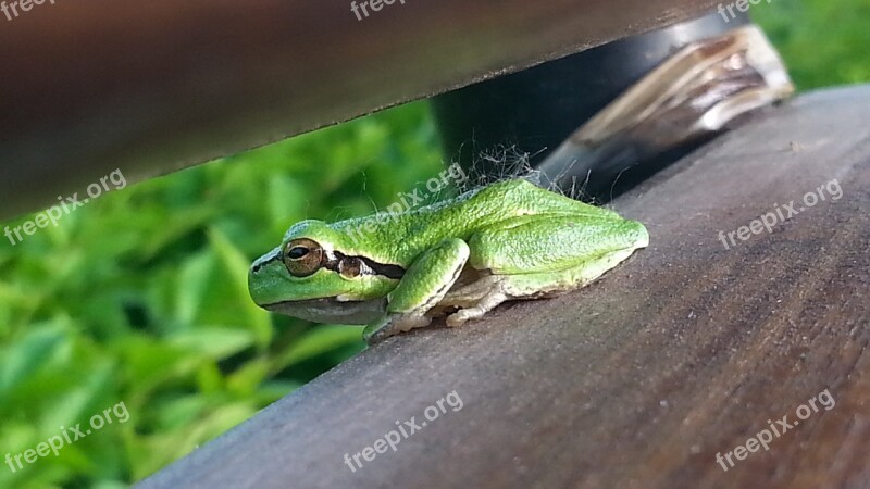 Frog Nature Green Amphibian Free Photos