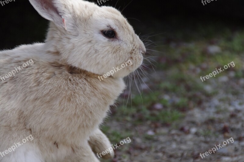 Rabbit Hare Natural Wild Animals Wild Rabbit