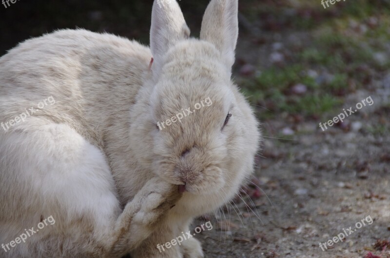 Rabbit Hare Natural Wild Animals Wild Rabbit