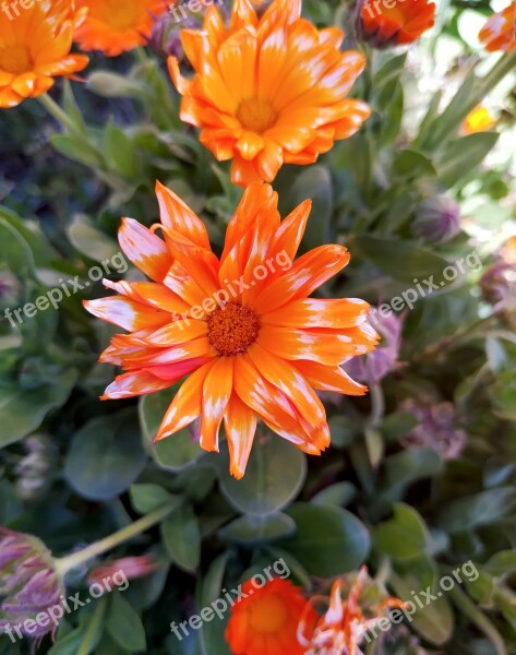 Flower Orange Nature Blossom Garden