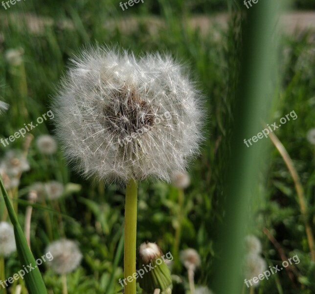 Taraxacum Dandelion Coltsfoot Fluffy Hairs Fluffy Plants