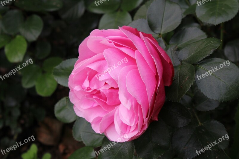 Nature Flowers Spring Petal Plants