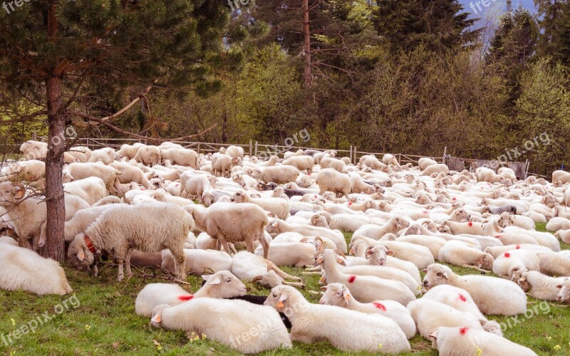 Wildlife Agriculture Animal Country Countryside