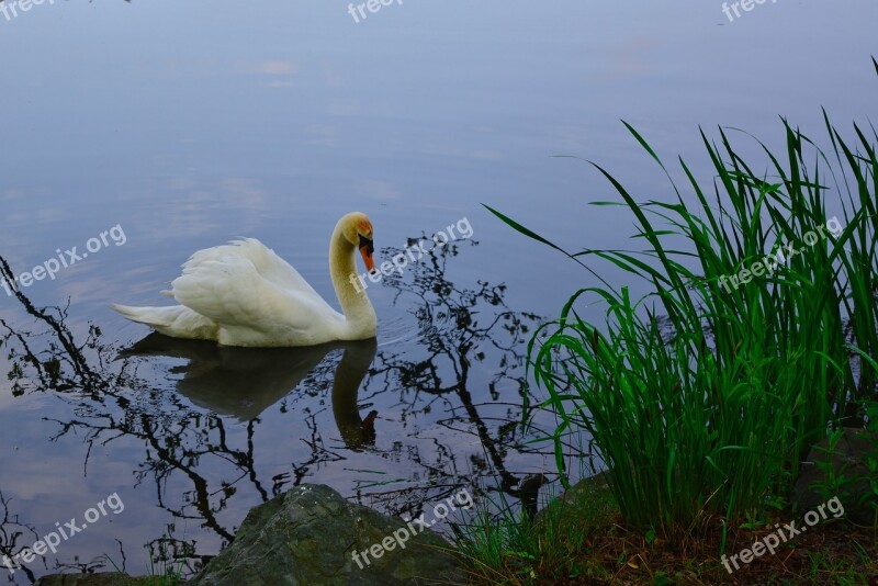 Swan Park Lake Sunset Evening Thuringia Germany