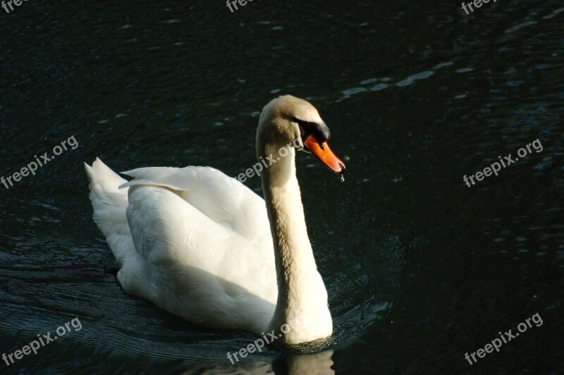 Swan Water Birds Feather Plumage Bird