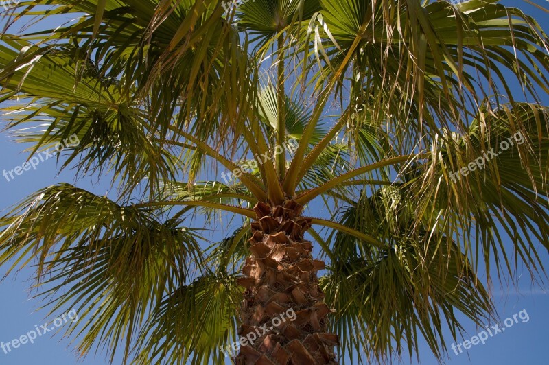 Palm Palm Leaf Branches Tropical Exotic