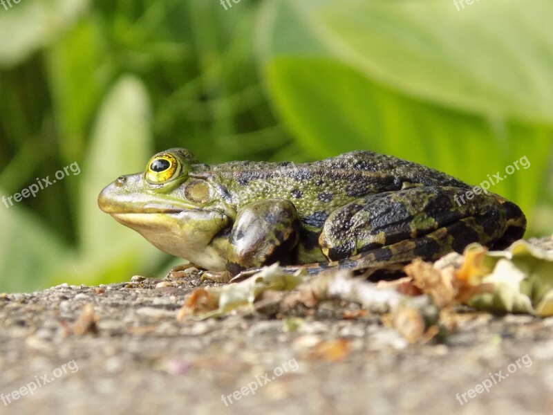 Frog Animal Green Water Nature