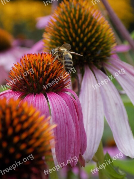 Flowers Nature Garden Spring Macro