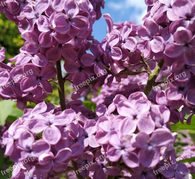 Lilac Purple Flowers The Smell Of Lilacs The Color Purple Lilac Flowers