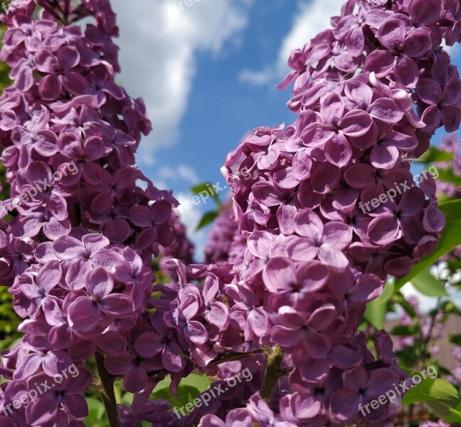 Lilac Purple Flowers Lilac Flowers Lila Free Photos