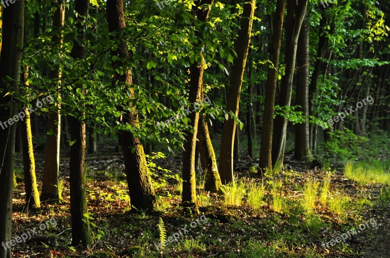 Forest Nature Trees Green Hiking