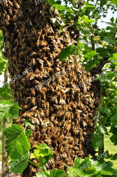 Honey Bee Pollen Nature Nectar