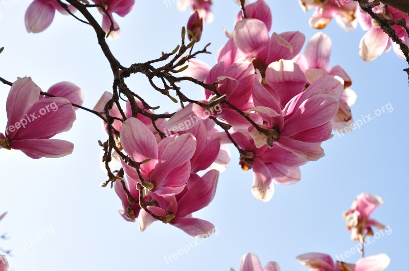 Magnolia Flower Blossom Bloom Nature