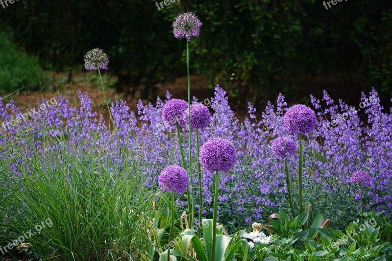 Flowers Purple Nature Plant Garden