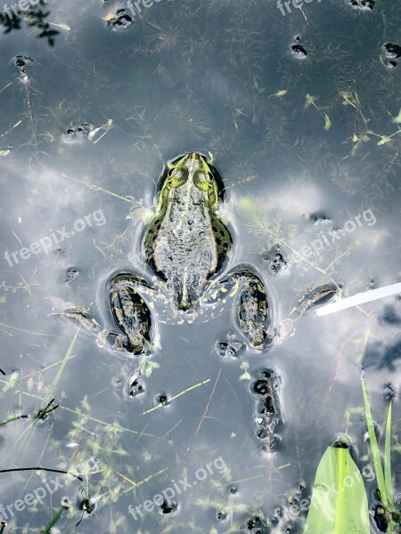 Frog Nature Water Amphibians Animal