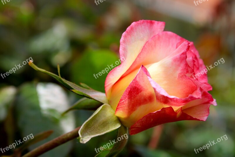 Pink Rose Bicolor Rose Rose Feeling Passion