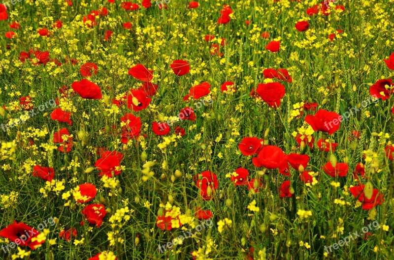 Poppy Rape Red Yellow Field