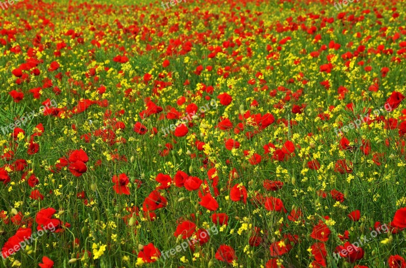 Poppy Rape Red Yellow Field