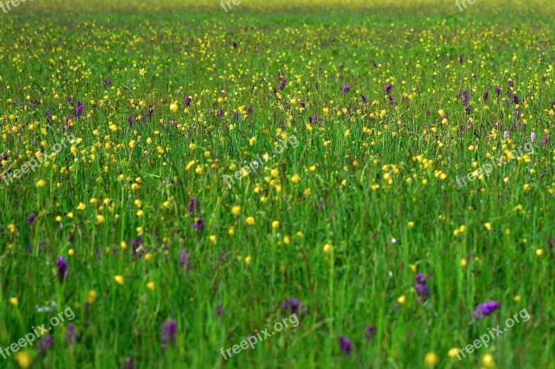 Meadow Spring Orchid Meadow Nature Grass