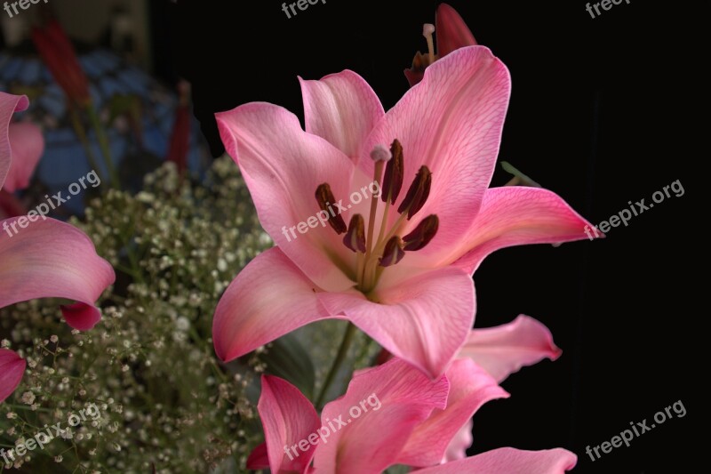 Lily Pink Blossom Flowers Plant