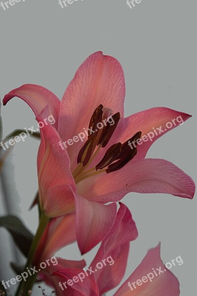 Lily Flowers Pink Bloom Blossom