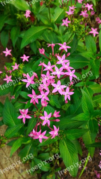 Flower Nature Star Of Egypt Summer Plant