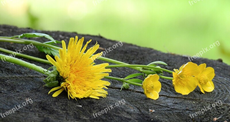 Flowers Yellow Plants Figure Free Photos